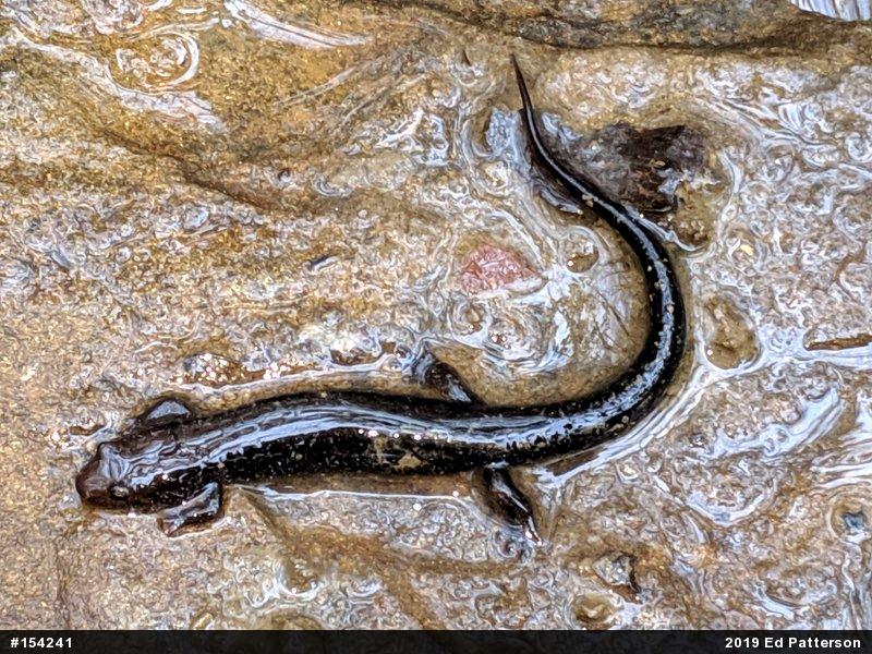 Allegheny Mountain Dusky Salamander