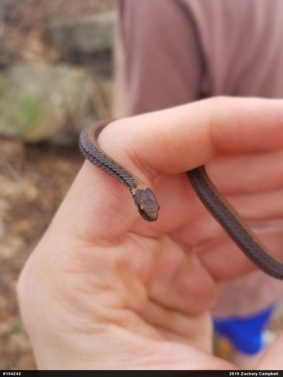 Red-bellied Snake