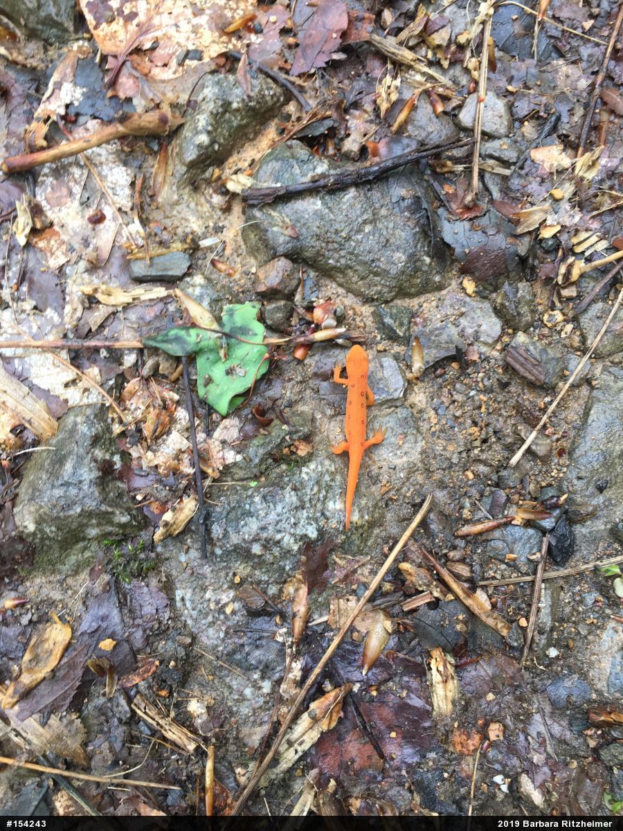 Red-spotted Newt