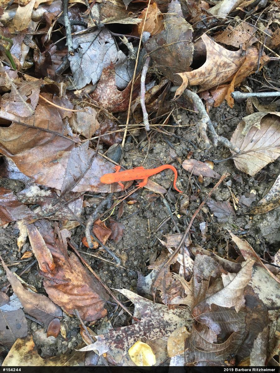 Red-spotted Newt