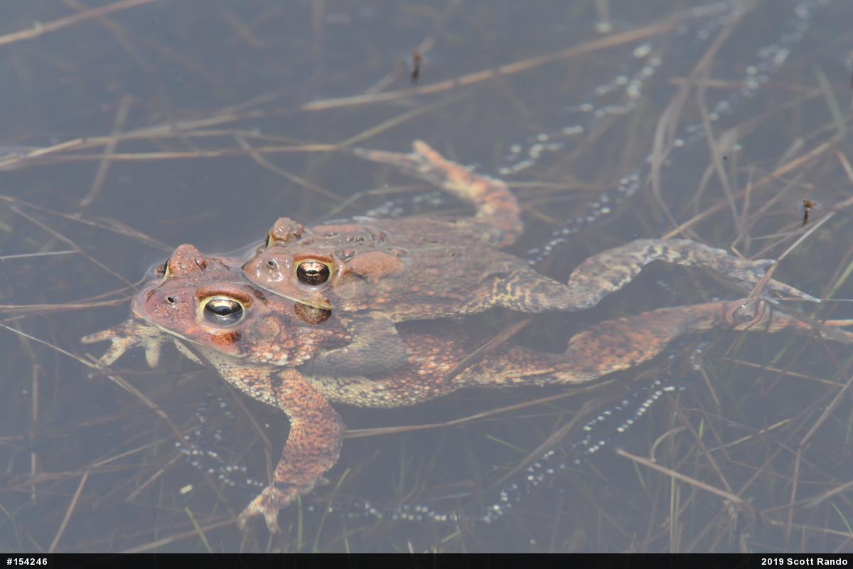 Eastern American Toad