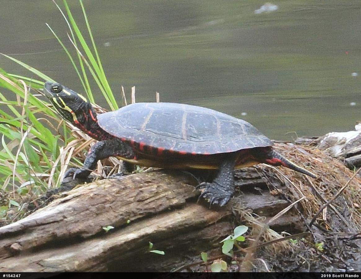 Painted Turtle