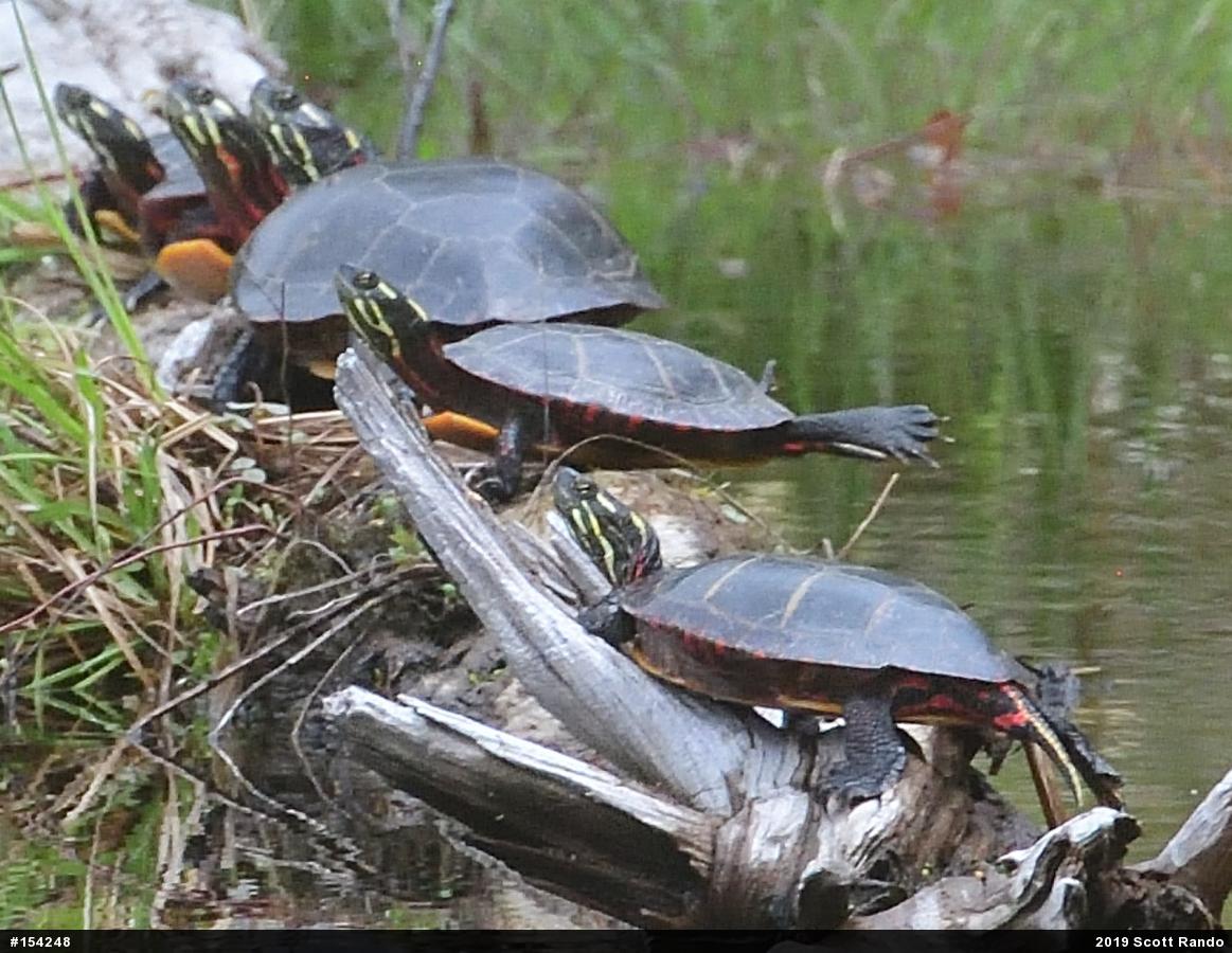 Painted Turtle