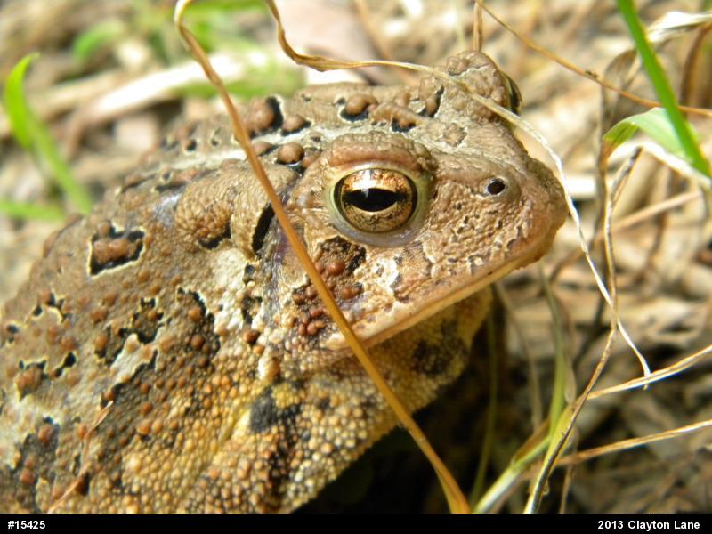 Eastern American Toad