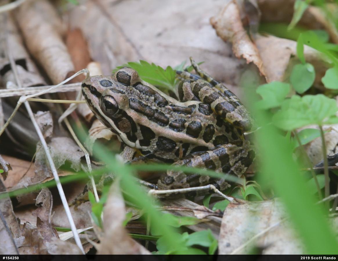 Pickerel Frog