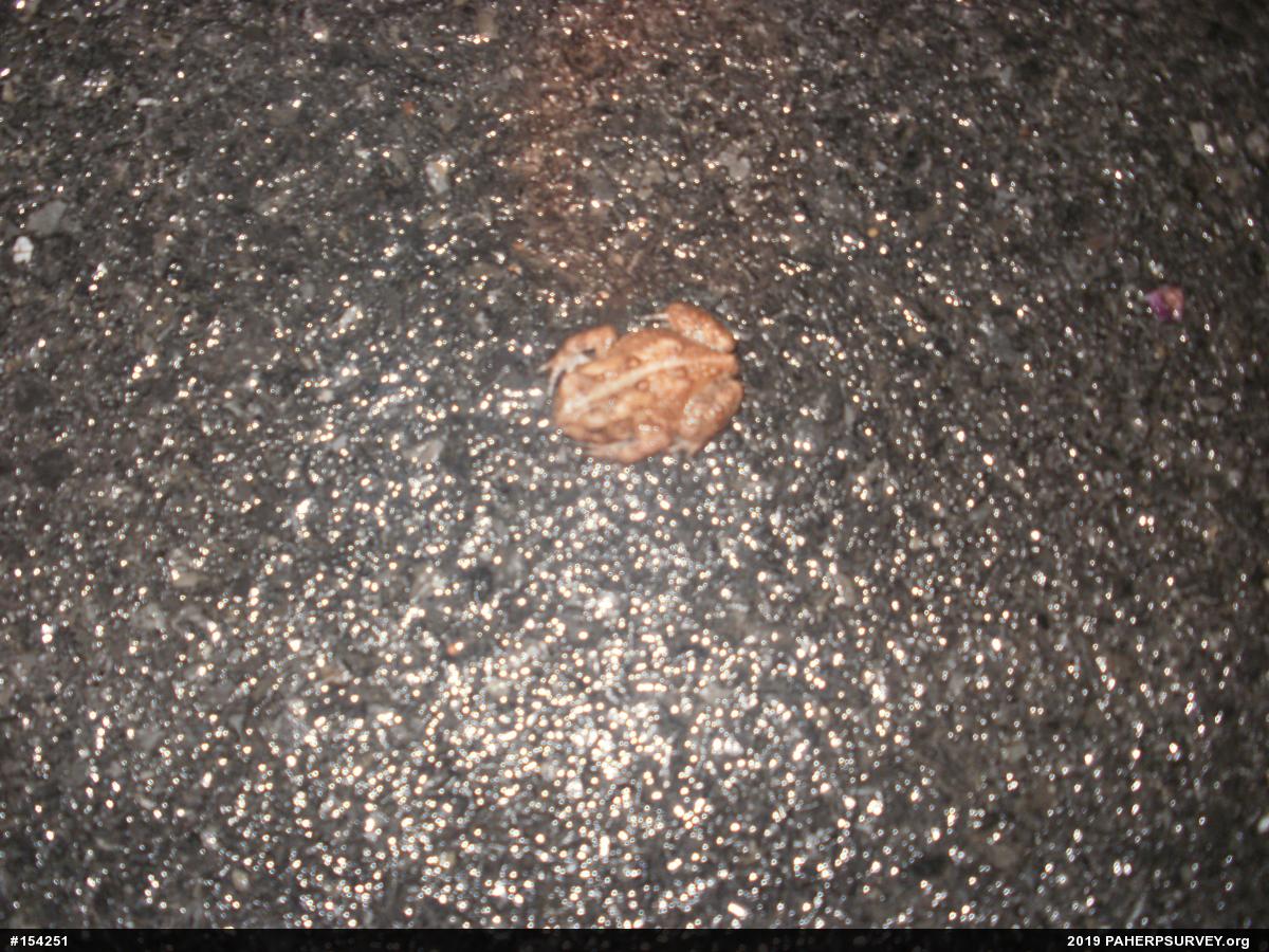 Eastern American Toad