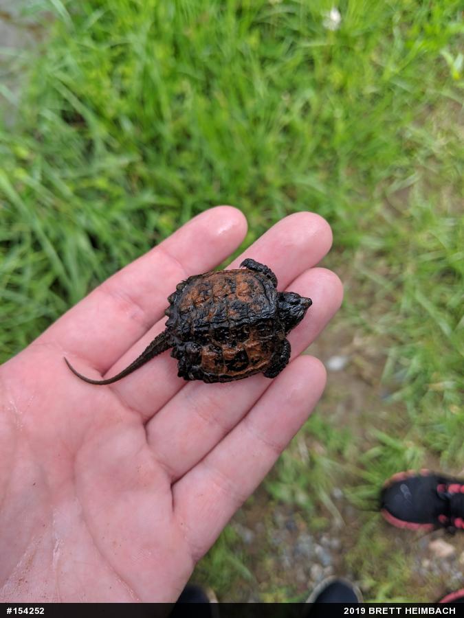 Snapping Turtle