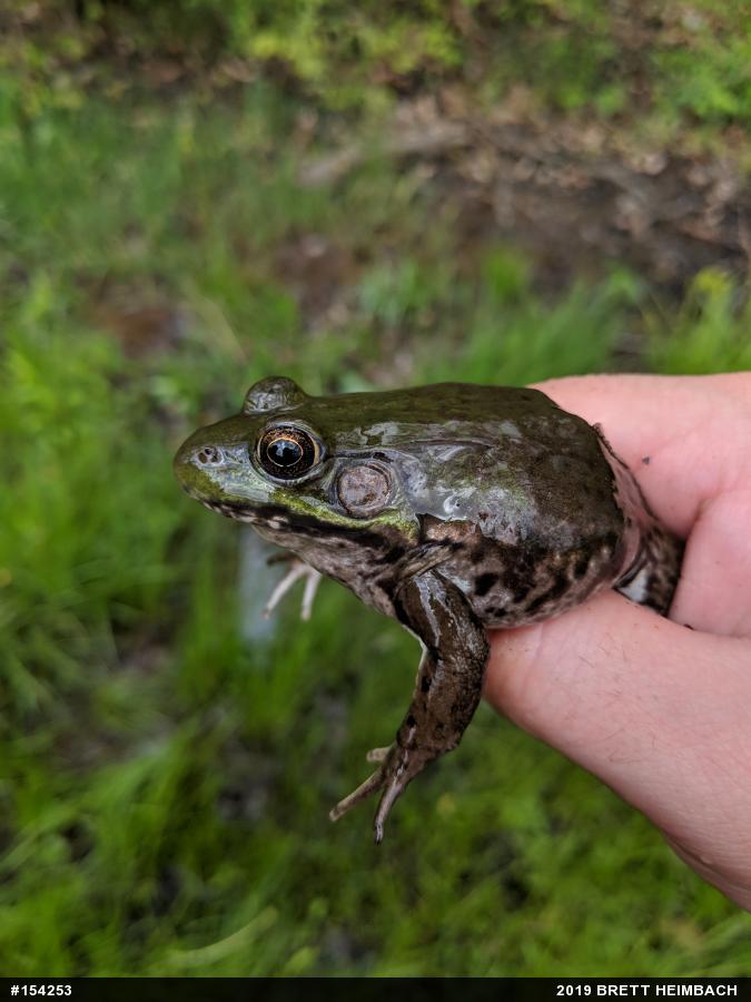 Green Frog