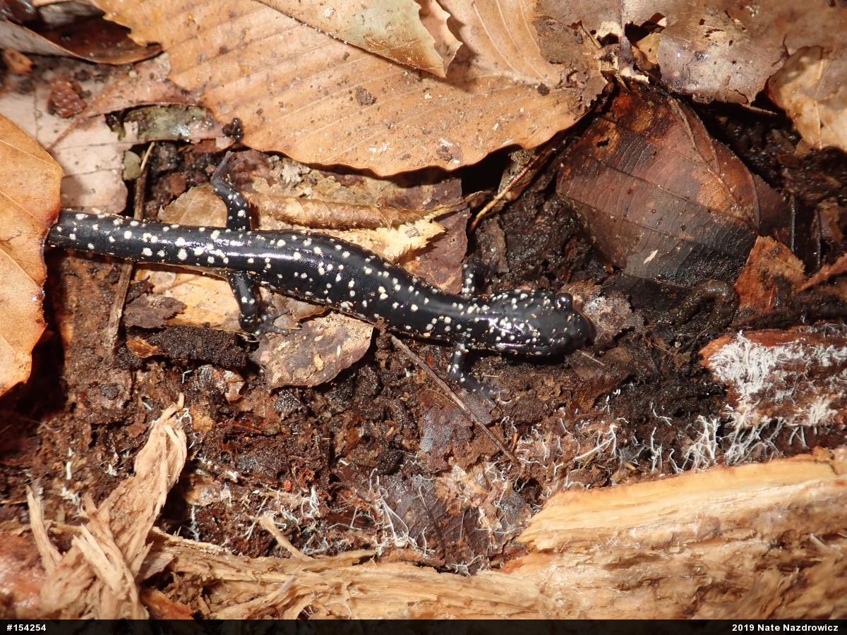 Northern Slimy Salamander