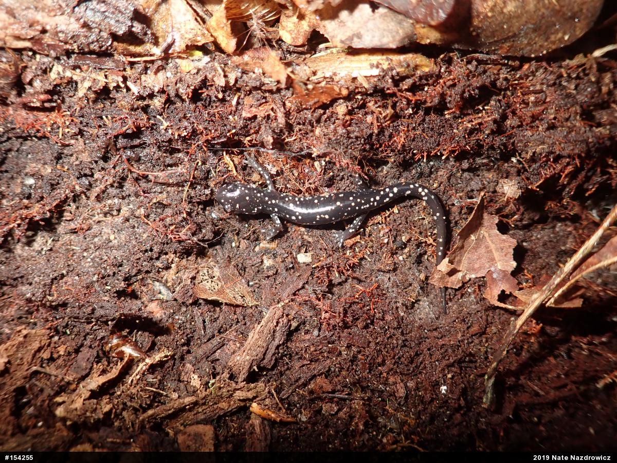 Northern Slimy Salamander