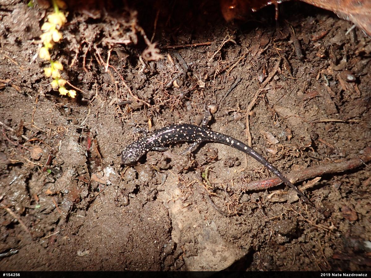 Northern Slimy Salamander