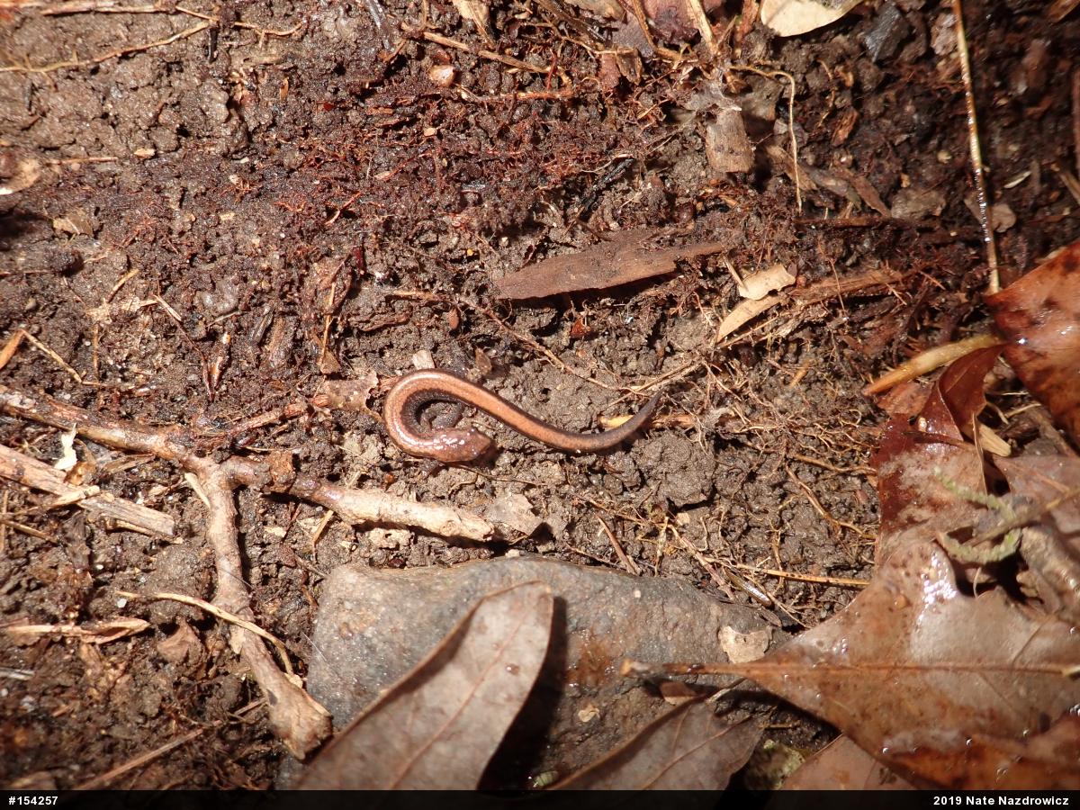 Eastern Red-backed  Salamander