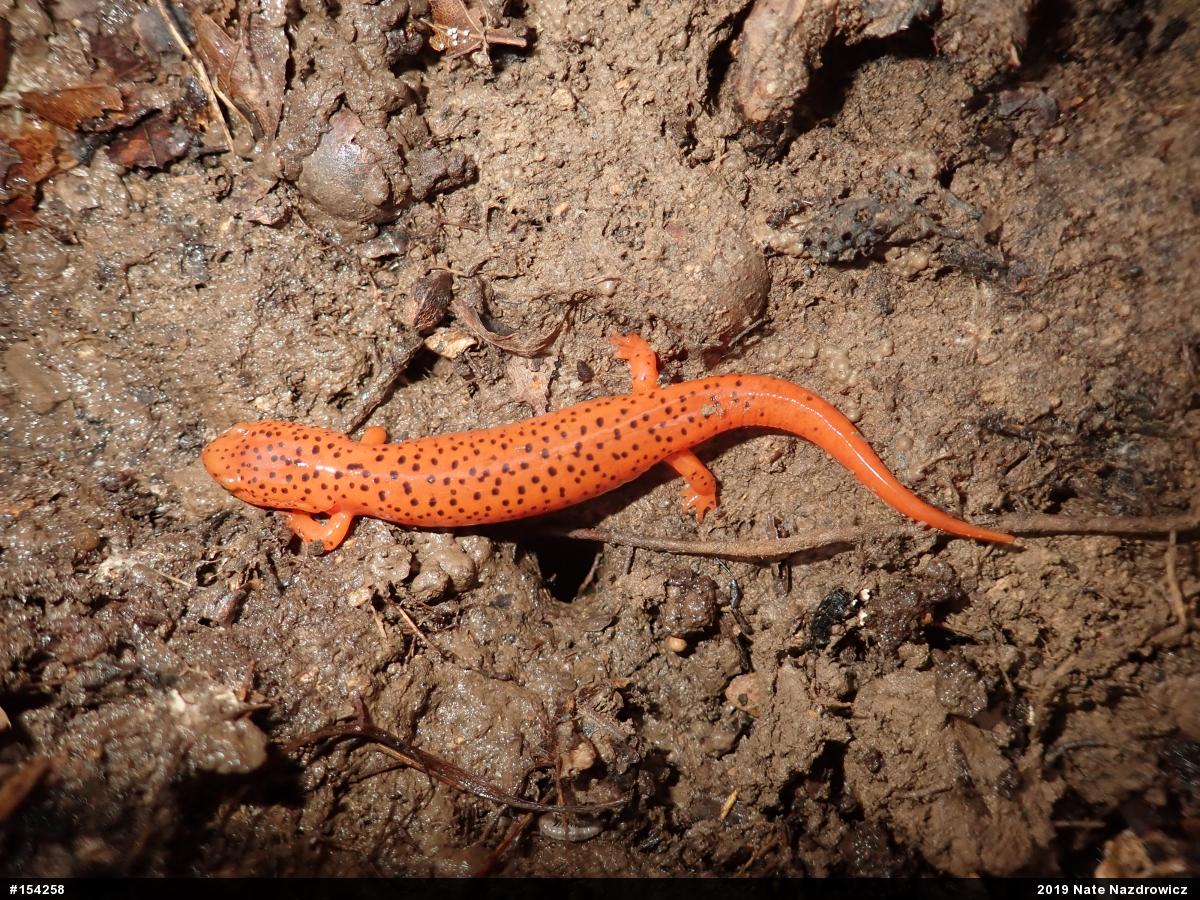 Northern Red Salamander