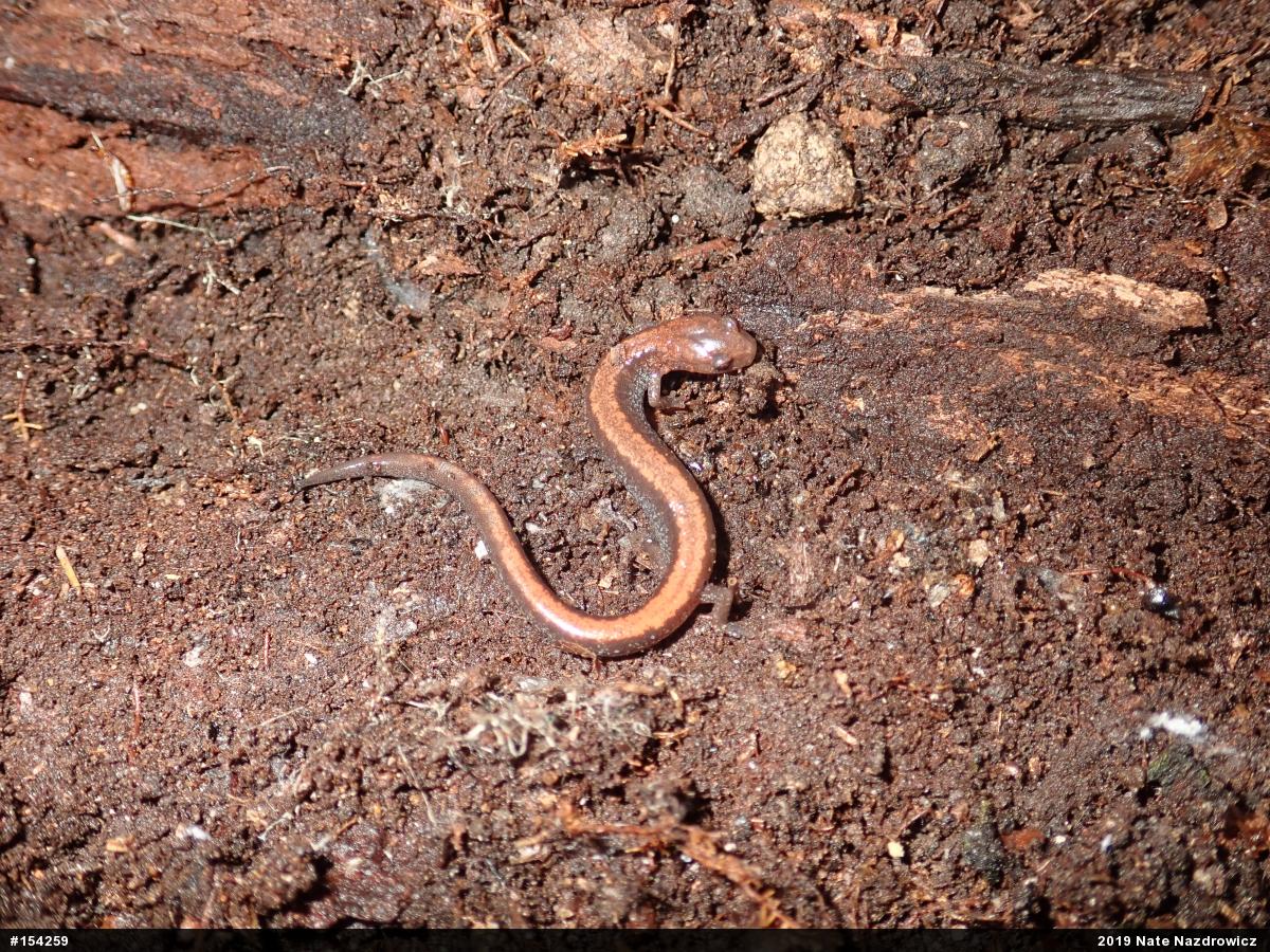 Eastern Red-backed  Salamander