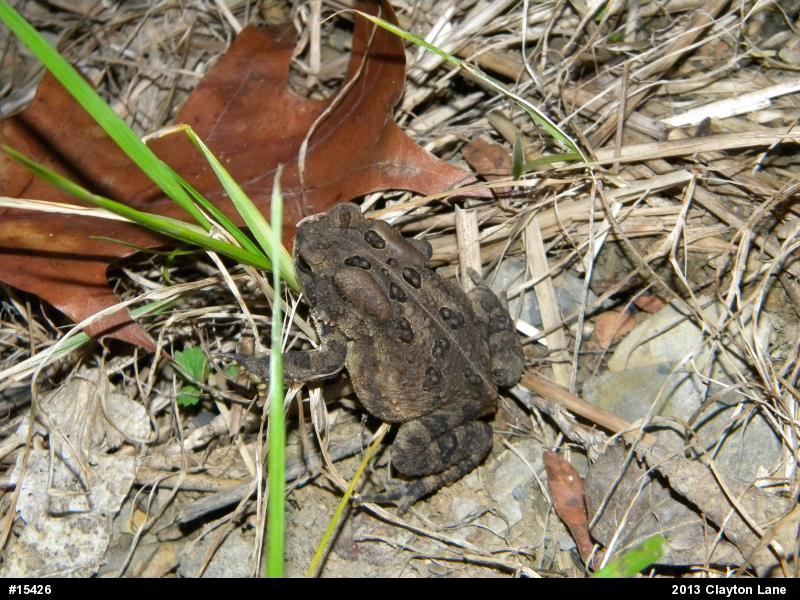 Eastern American Toad