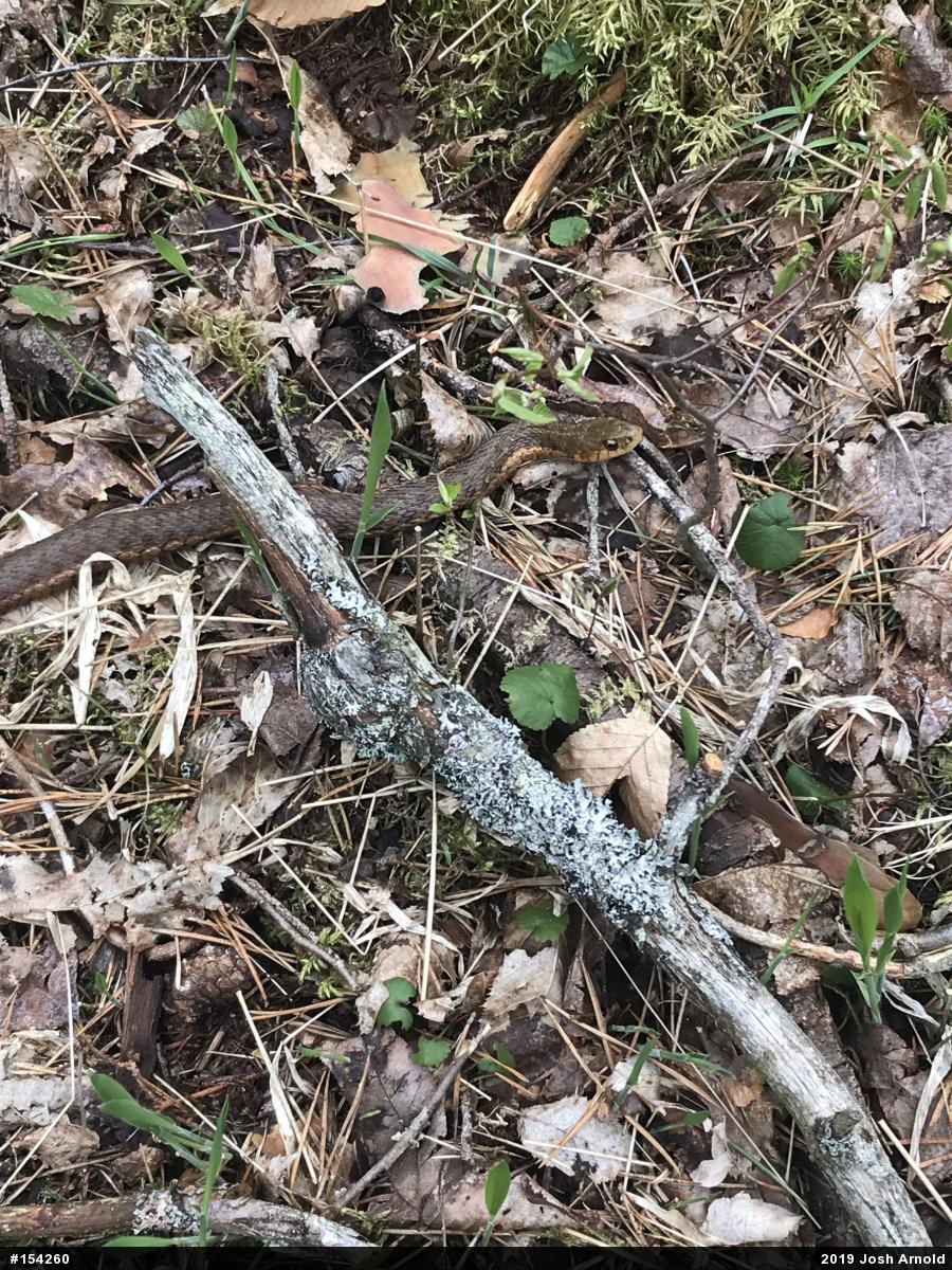 Eastern Gartersnake