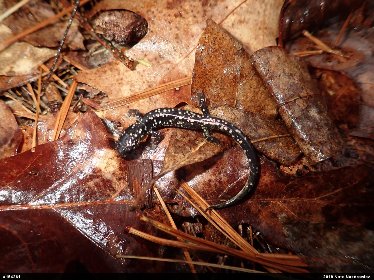Northern Slimy Salamander