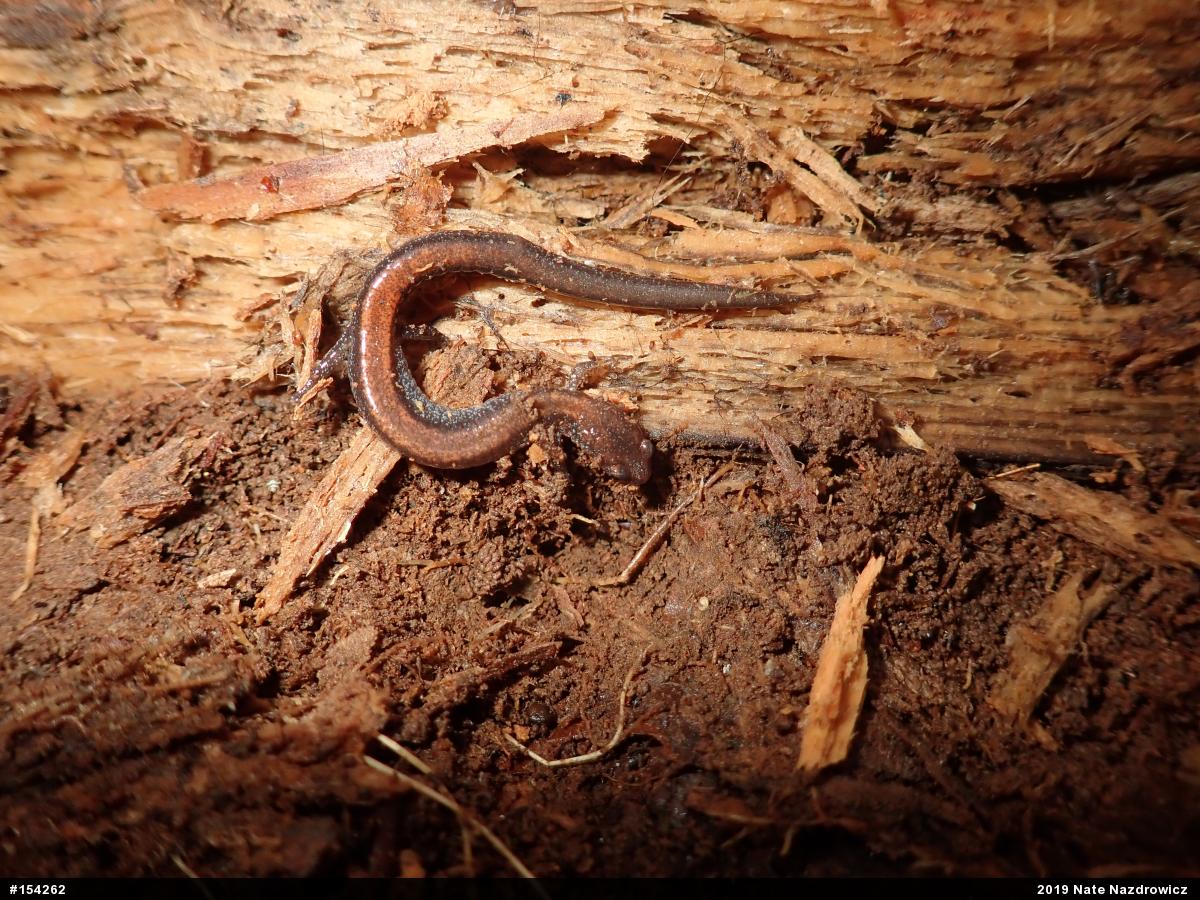 Eastern Red-backed  Salamander