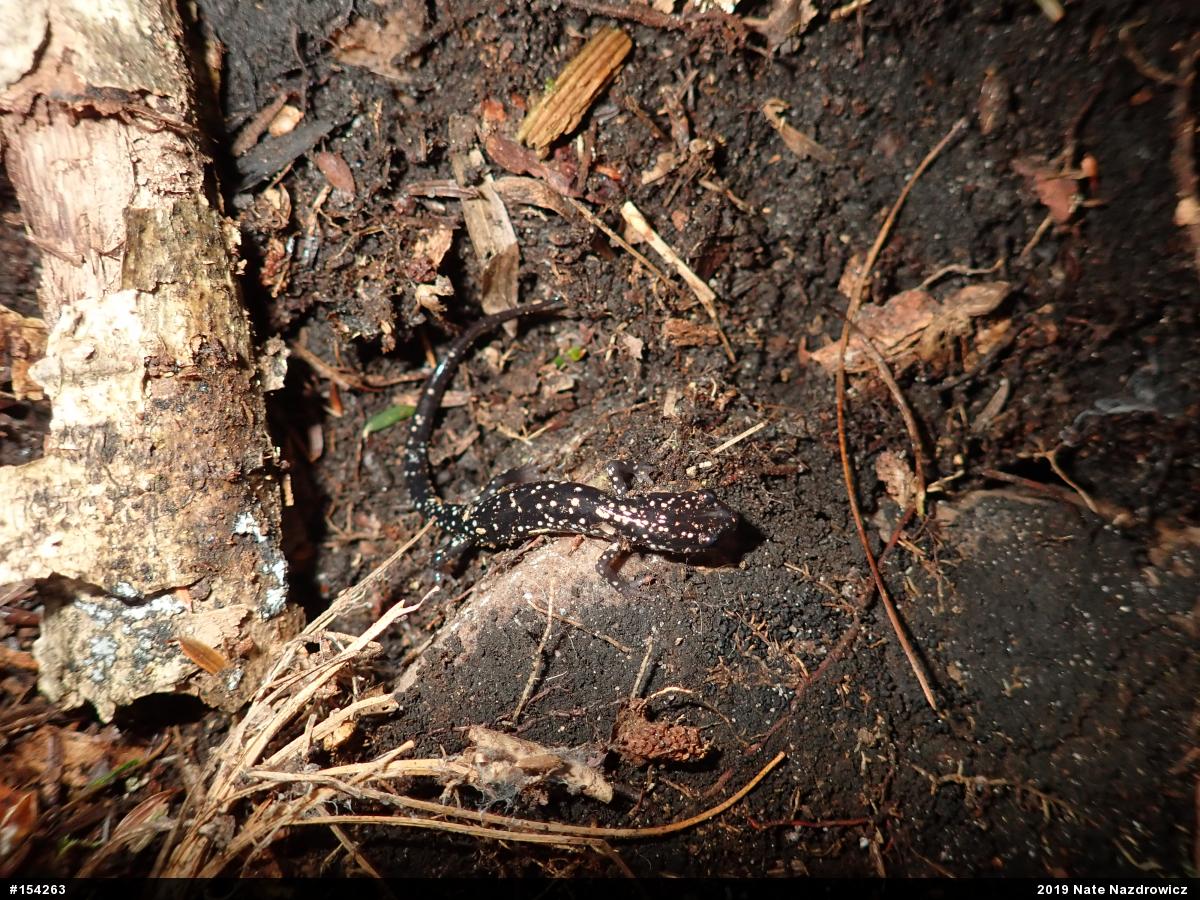 Northern Slimy Salamander