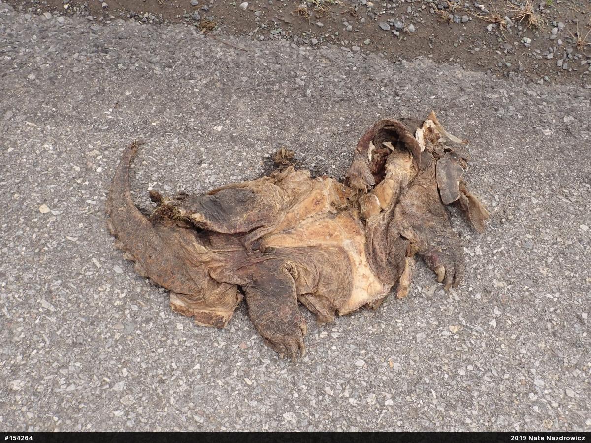 Snapping Turtle