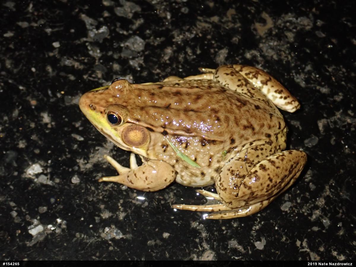 Green Frog