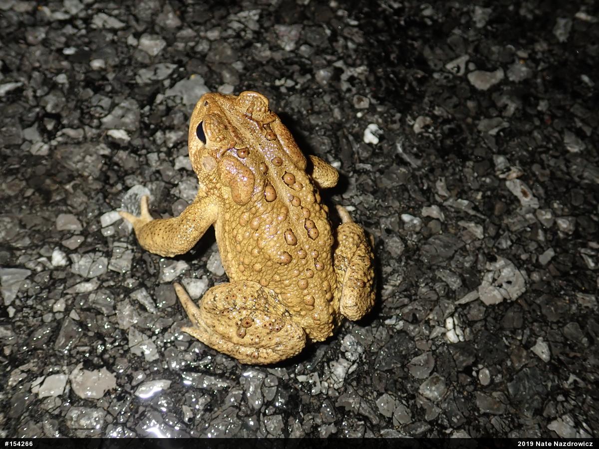 Eastern American Toad