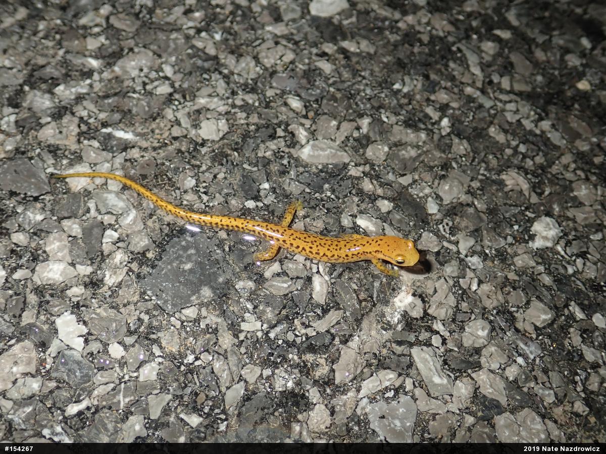 Eastern Long-tailed Salamander