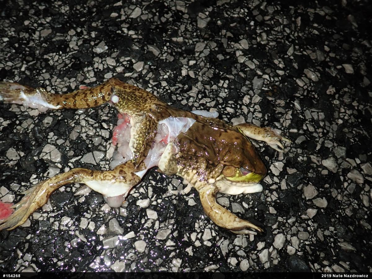 Green Frog