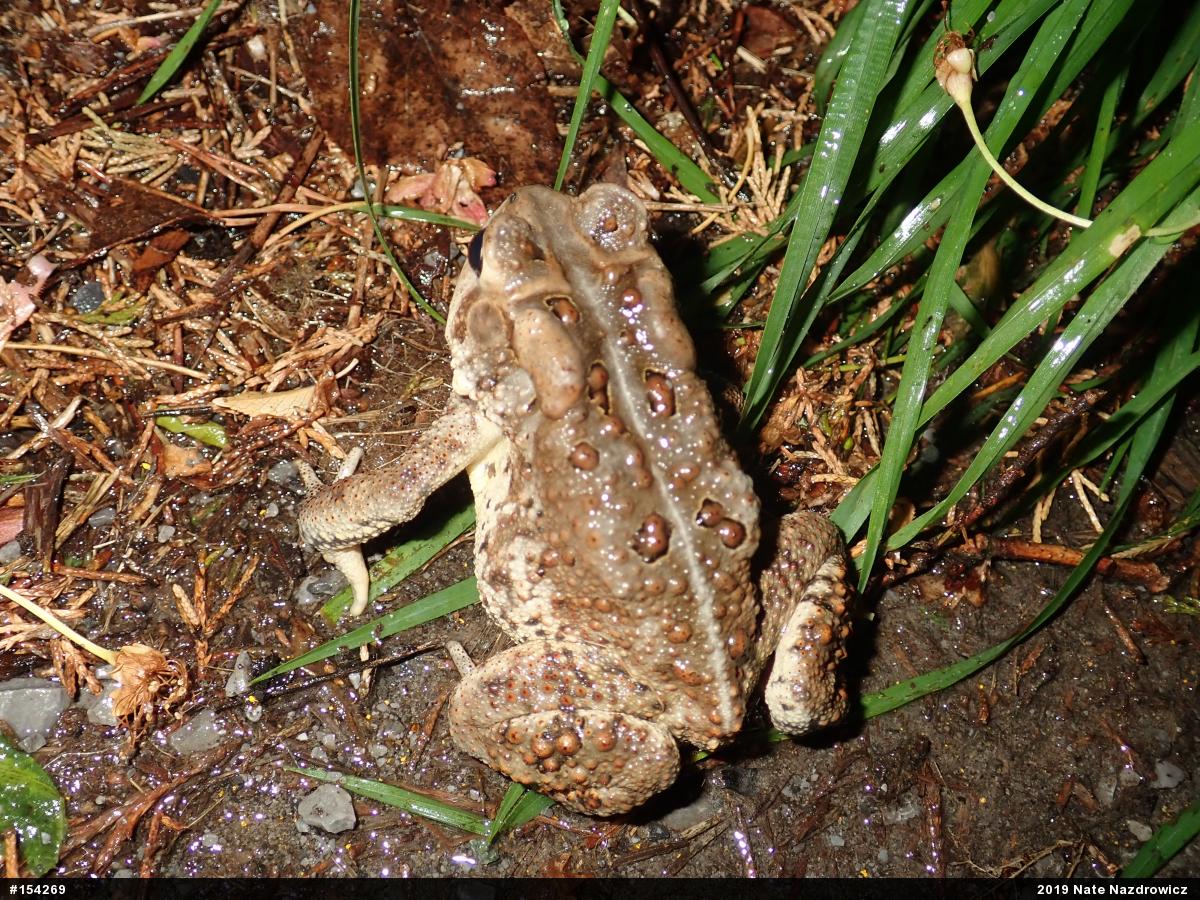 Eastern American Toad
