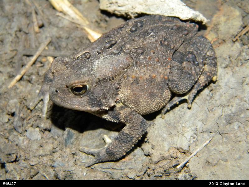 Eastern American Toad