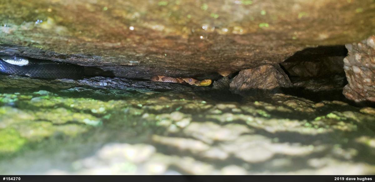 Northern Copperhead
