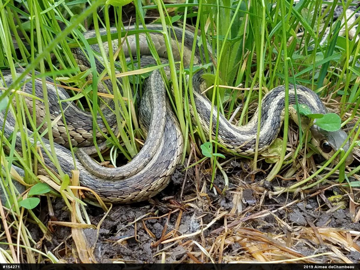 Eastern Gartersnake