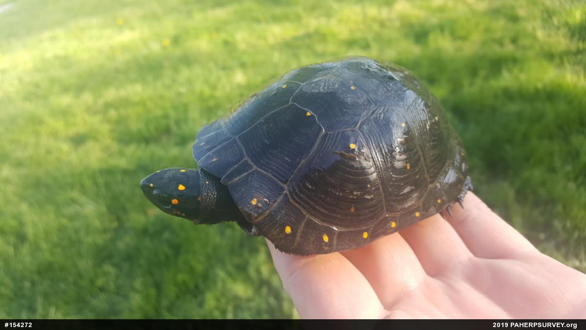 Spotted Turtle