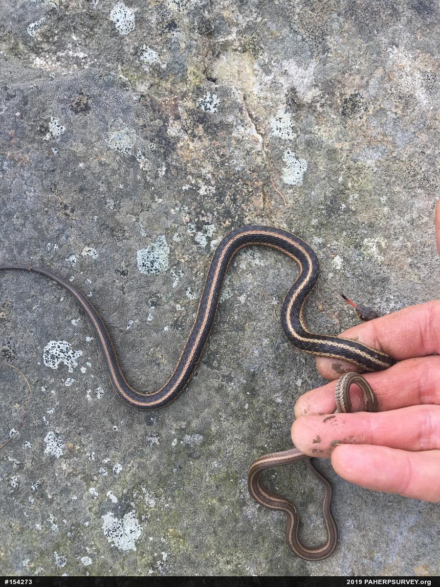 Shorthead Gartersnake