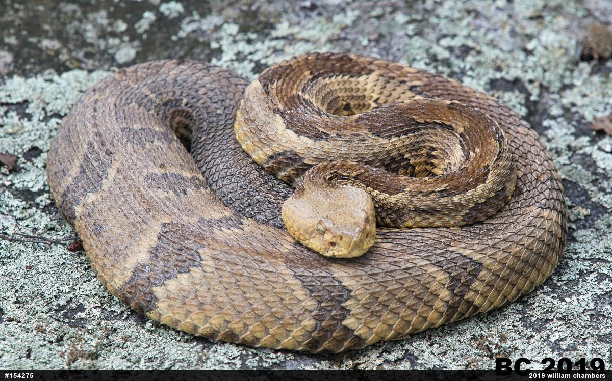 Timber Rattlesnake