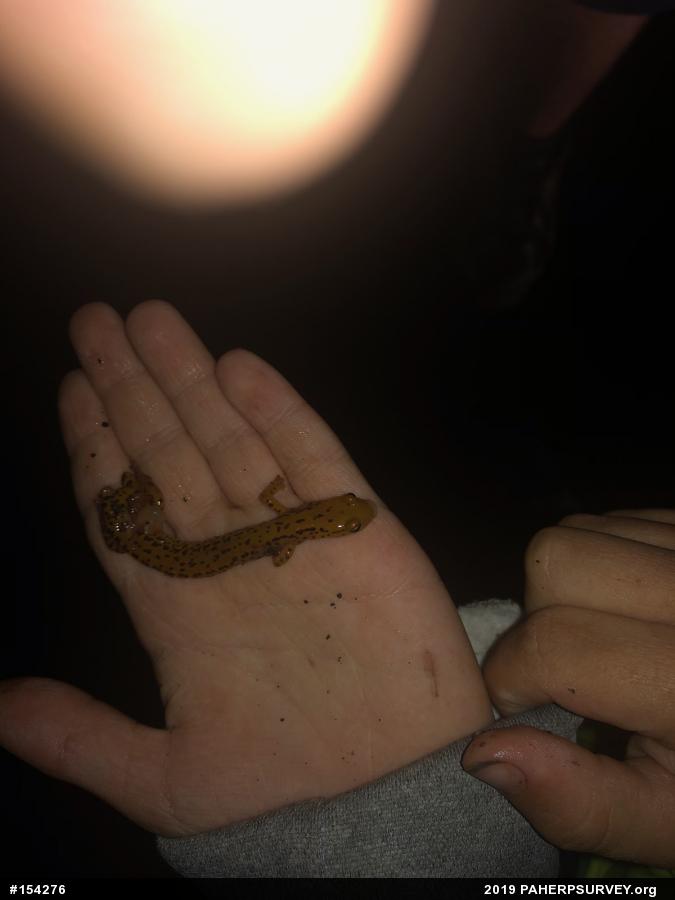 Eastern Long-tailed Salamander