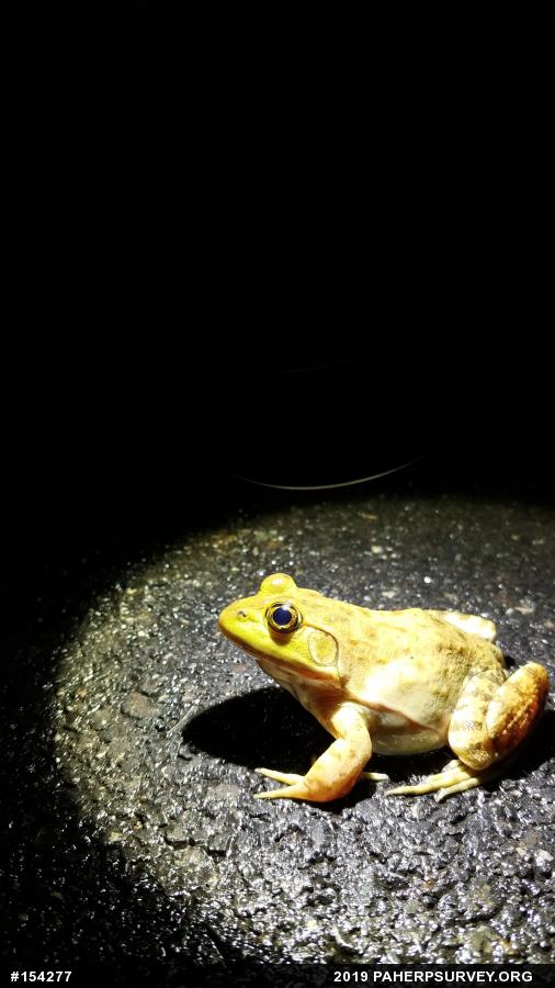 American Bullfrog