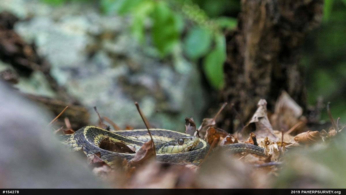 Eastern Gartersnake