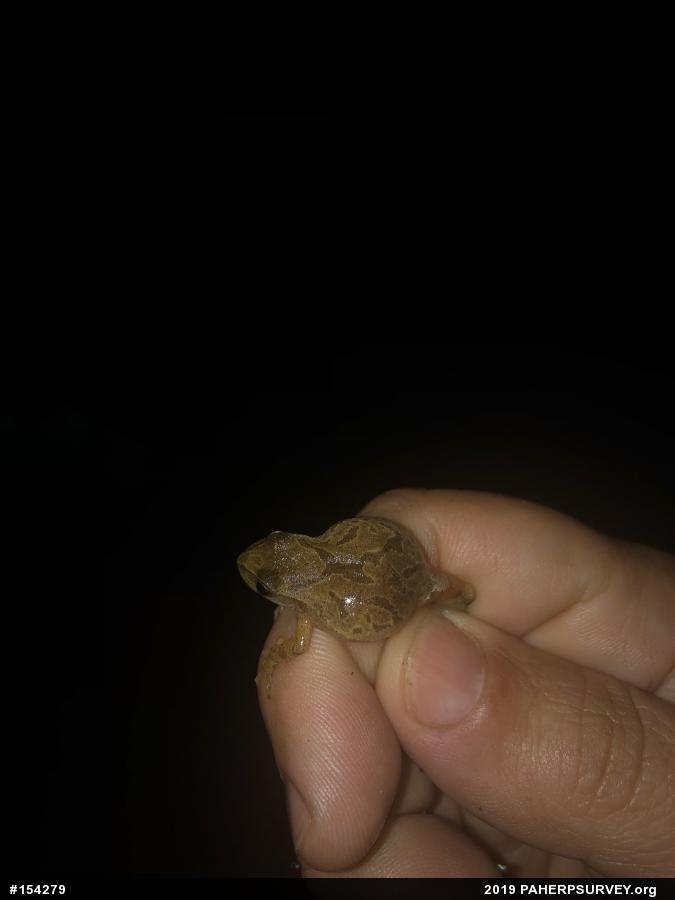 Spring Peeper