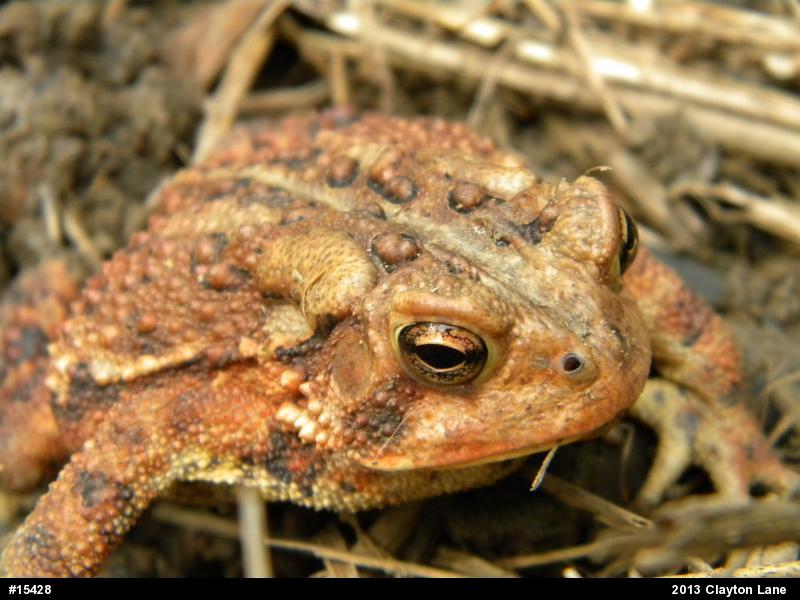 Eastern American Toad