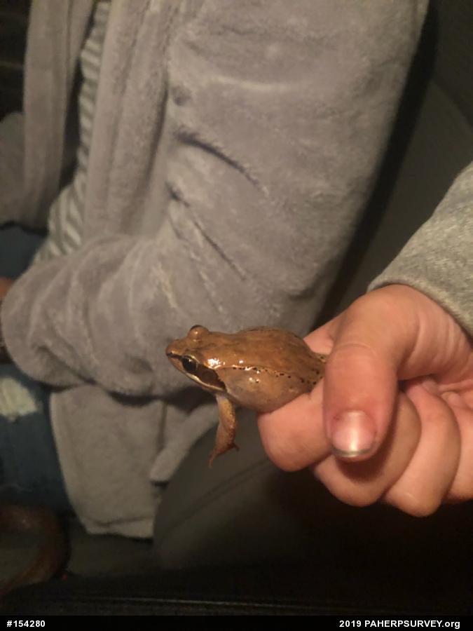 Wood Frog