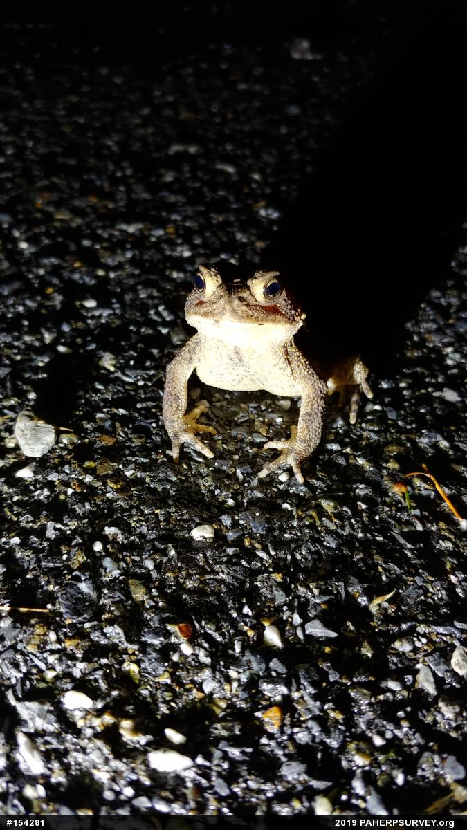 Eastern American Toad