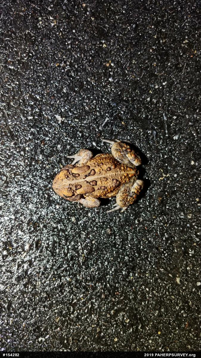 Eastern American Toad