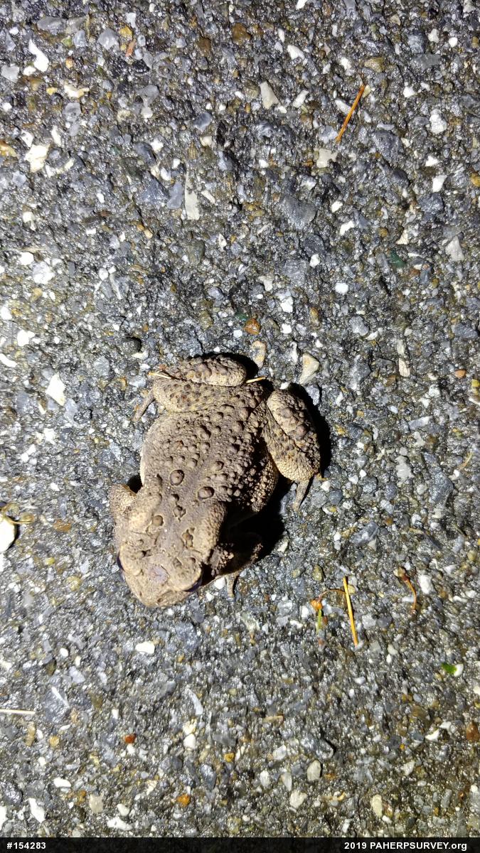 Eastern American Toad