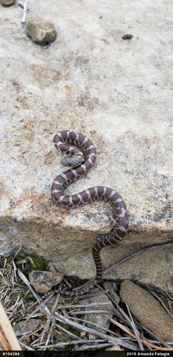 Eastern Milksnake