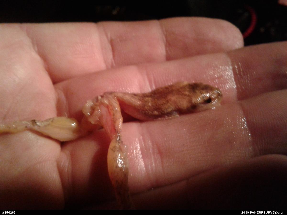 Spring Peeper