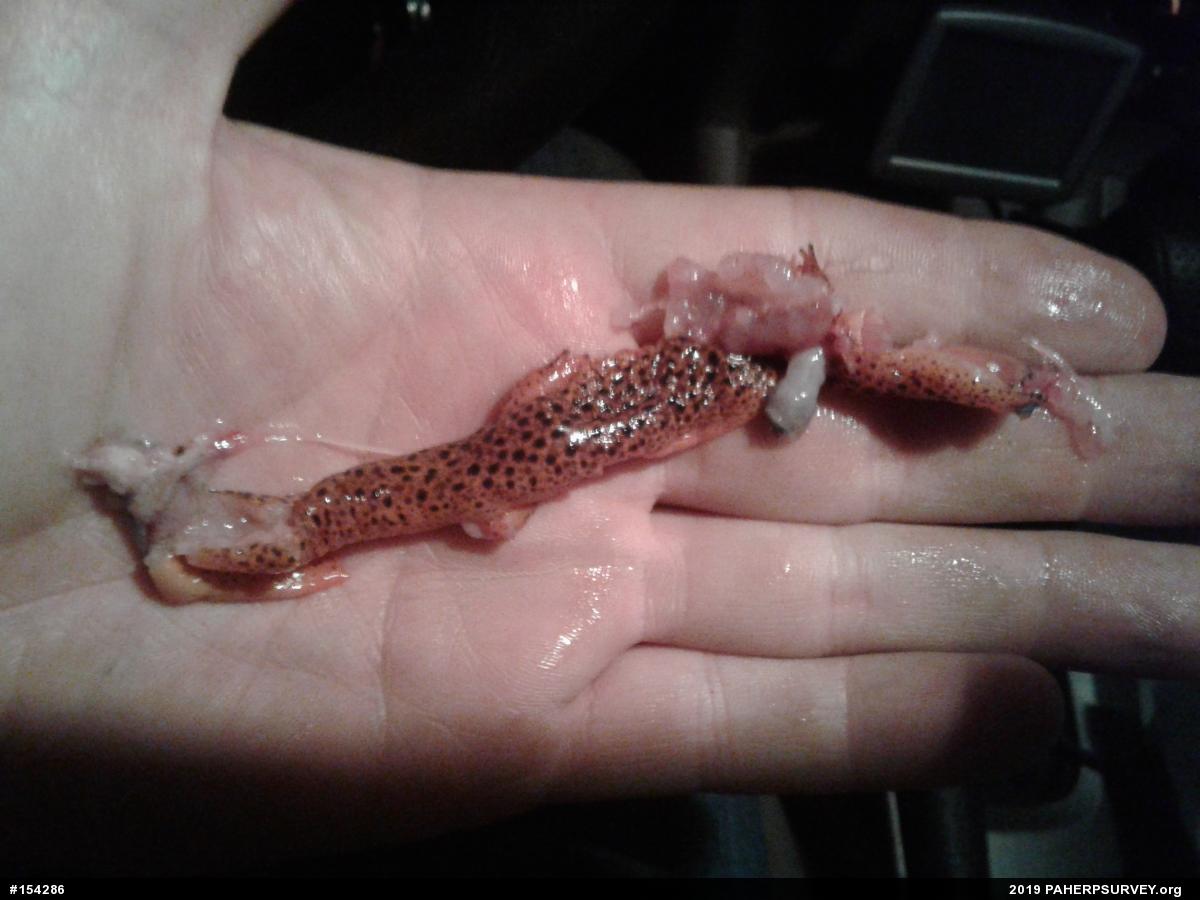 Northern Red Salamander
