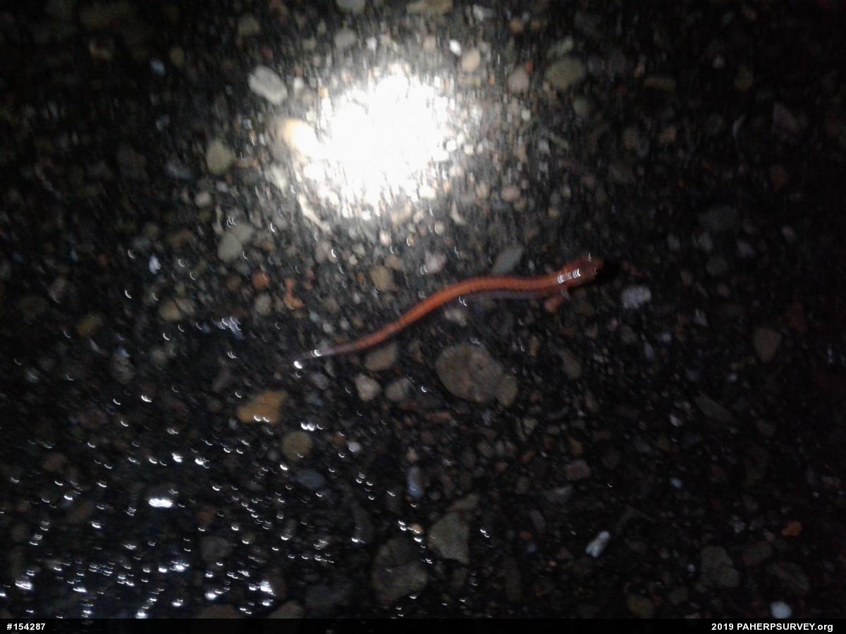 Eastern Red-backed  Salamander