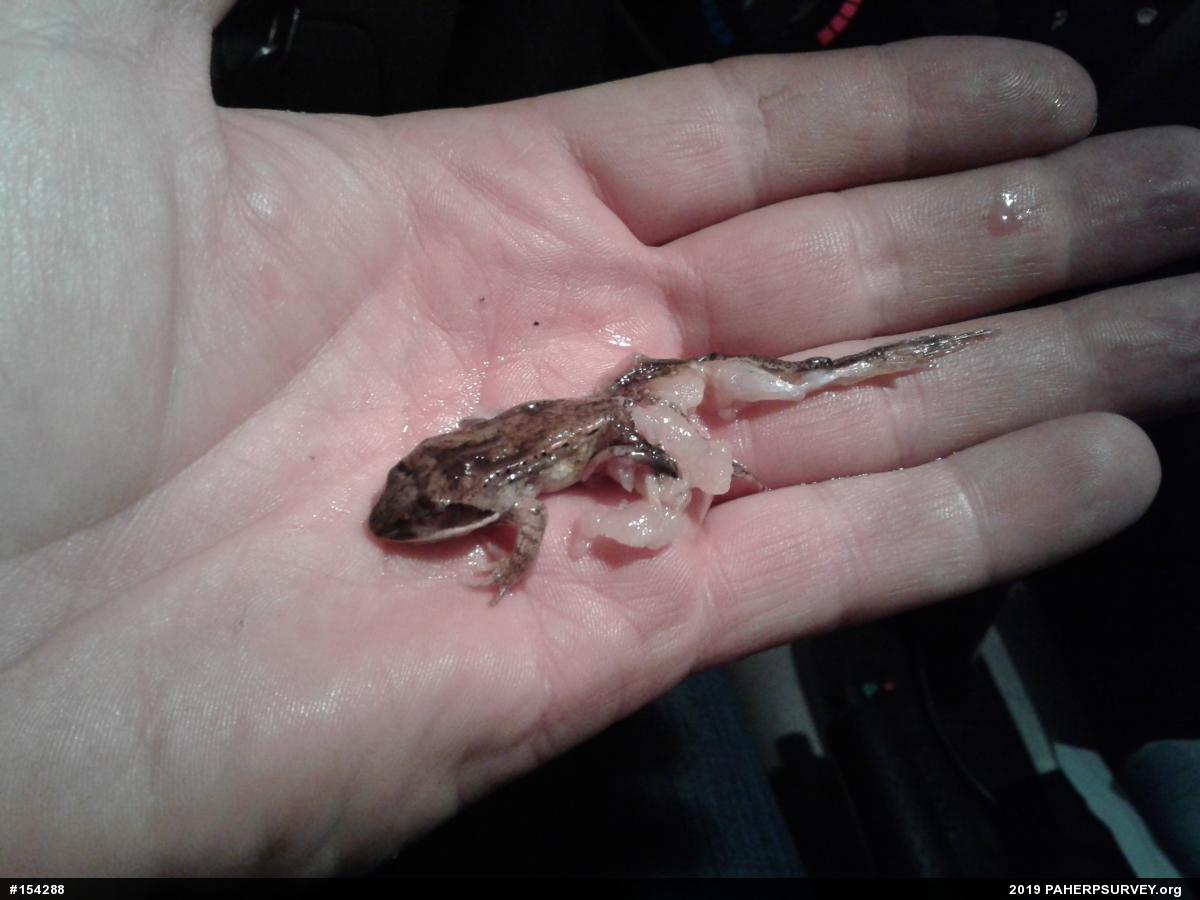 Wood Frog