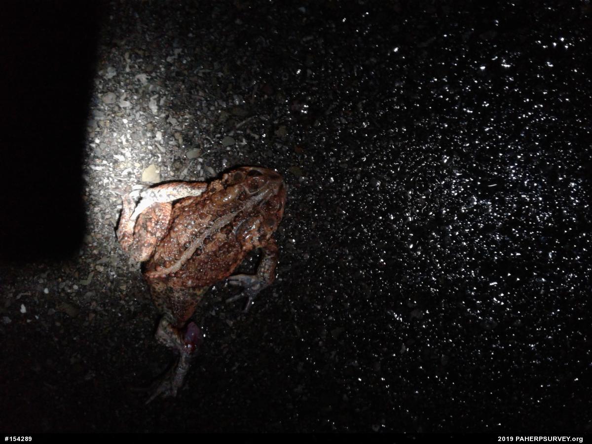 Eastern American Toad